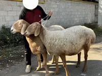 भेड़, Arashan sheep — फ़ोटो 1
