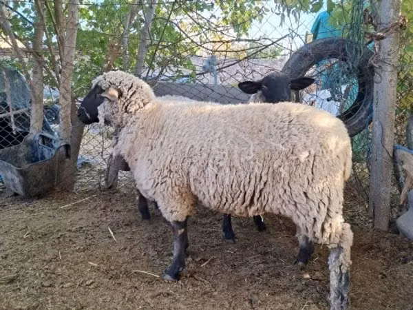 Kondoo jike, Kondoo