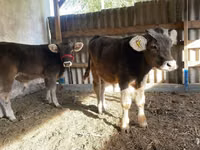 Rinder (Partie, Geschlecht nicht angegeben), Swiss cattle — Foto 2