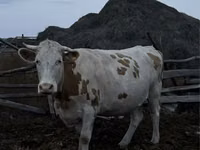 母牛, Simmental cattle — 照片 2