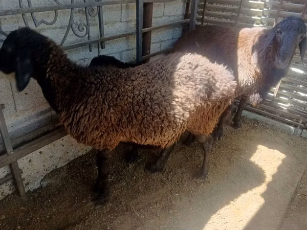 عنزة, الماعز