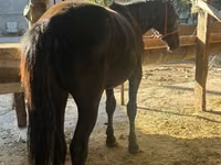 母马, Horses — 照片 2