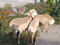 भेड़, भेड़ — फ़ोटो 2
