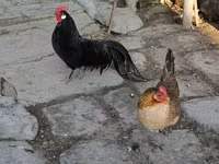 Chickens — फ़ोटो 1