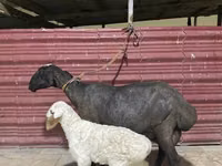 Sheep, Sheep — photo 3