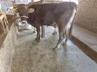 Ng'ombe jike, Russian Black pied cattle — picha 1
