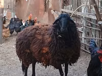 母羊, Karabakh sheep — 照片 1
