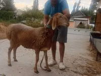भेड़, Arashan sheep — फ़ोटो 6