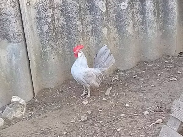 Polaca