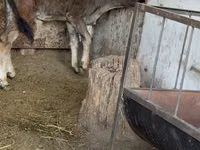 Bull, Alatau breed — photo 1