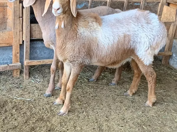 母羊, Arashan sheep