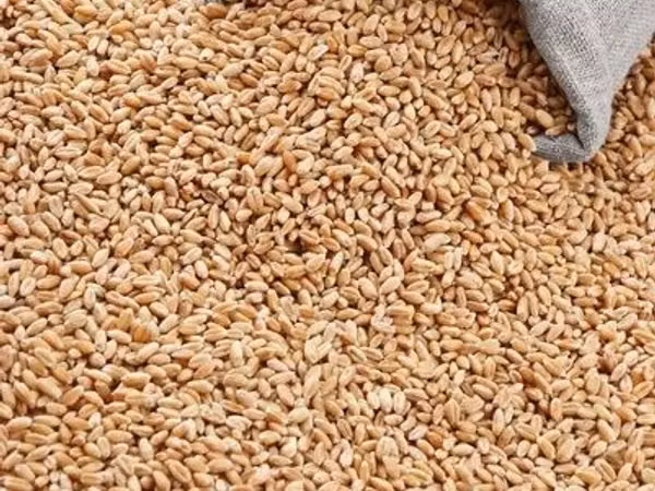 Продам пшеницу в мешках