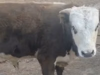Vaca, Latvian Blue cattle — foto 1