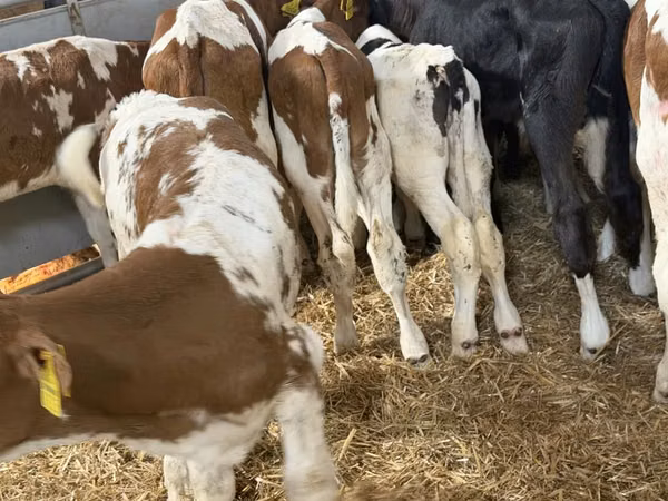 Rinder (Partie, Geschlecht nicht angegeben), Simmental cattle