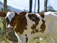 मवेशी (लॉट, लिंग निर्दिष्ट नहीं), मवेशी — फ़ोटो 3