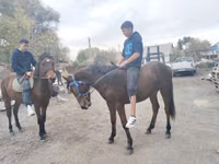 公马, Thoroughbred horse — 照片 6
