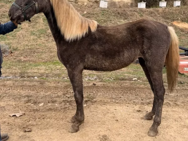 Stute, Rocky Mountain Horse
