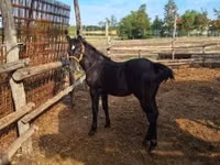 Caballo, Caballos — foto 6