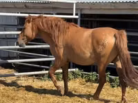 घोड़ा, Mugalzhar horse — फ़ोटो 4