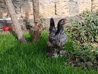 Chickens — Foto 1