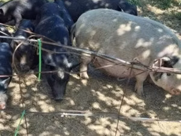 Boar, 
