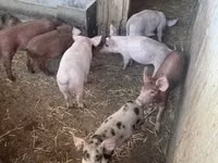 Pigs (batch, sex not specified) — photo 4