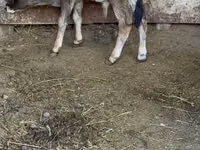 Bull, Alatau breed — photo 5