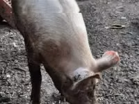 Säue, Schweine — Foto 3