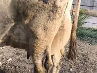 Ng'ombe jike, Swiss cattle — picha 2