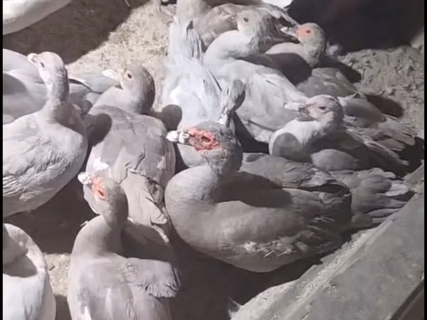 Ducks