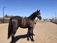 Farasi jike, Friesian — picha 2