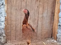 Chickens — picha 2