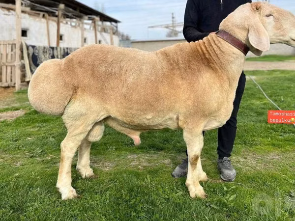 Ram, Sheep