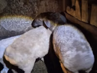 Sheep, Adal sheep — photo 1