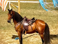 Farasi dume, Tennessee Walking Horse — picha 5