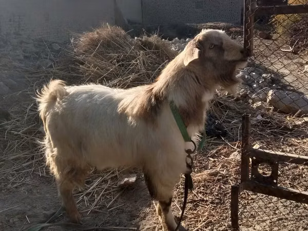 عنزة, Alpine goat