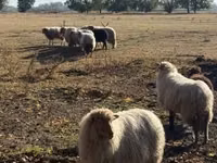 Dume la kondoo, Racka sheep — picha 4