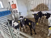 Bulle, Russian Black pied cattle — Foto 1