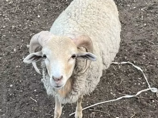 Dume la kondoo, Merino sheep