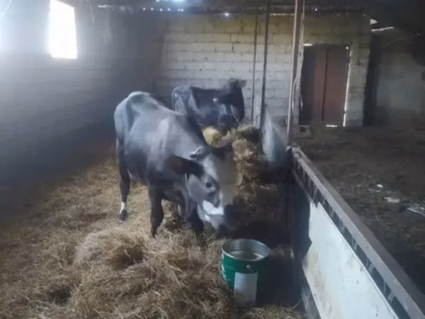 母牛, Cattle