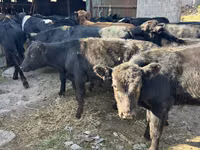 Bulle, Swiss cattle — Foto 1