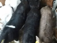 ثور, Simmental cattle — الصورة 3