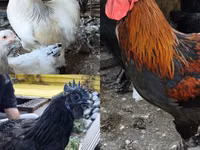 Brahma — foto 1