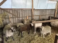 كبش, Merino sheep — الصورة 5