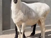 Ram, Sheep — photo 4