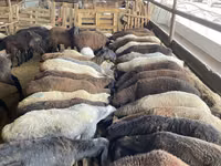 Sheep, Krasnoyarsk sheep — photo 2