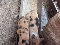 خنازير (دفعة، الجنس غير محدد), الخنازير — الصورة 6