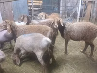 Schaf, Arashan sheep — Foto 5