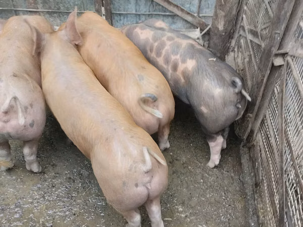 Sow, Pigs
