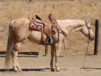 Farasi jike, Quarter Horse — picha 4